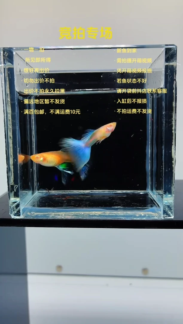 孔雀鱼蓝白大C一对-80