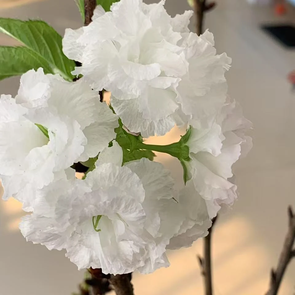 【水培樱花】水培开花樱花鲜切室内花卉盆栽鲜切植物