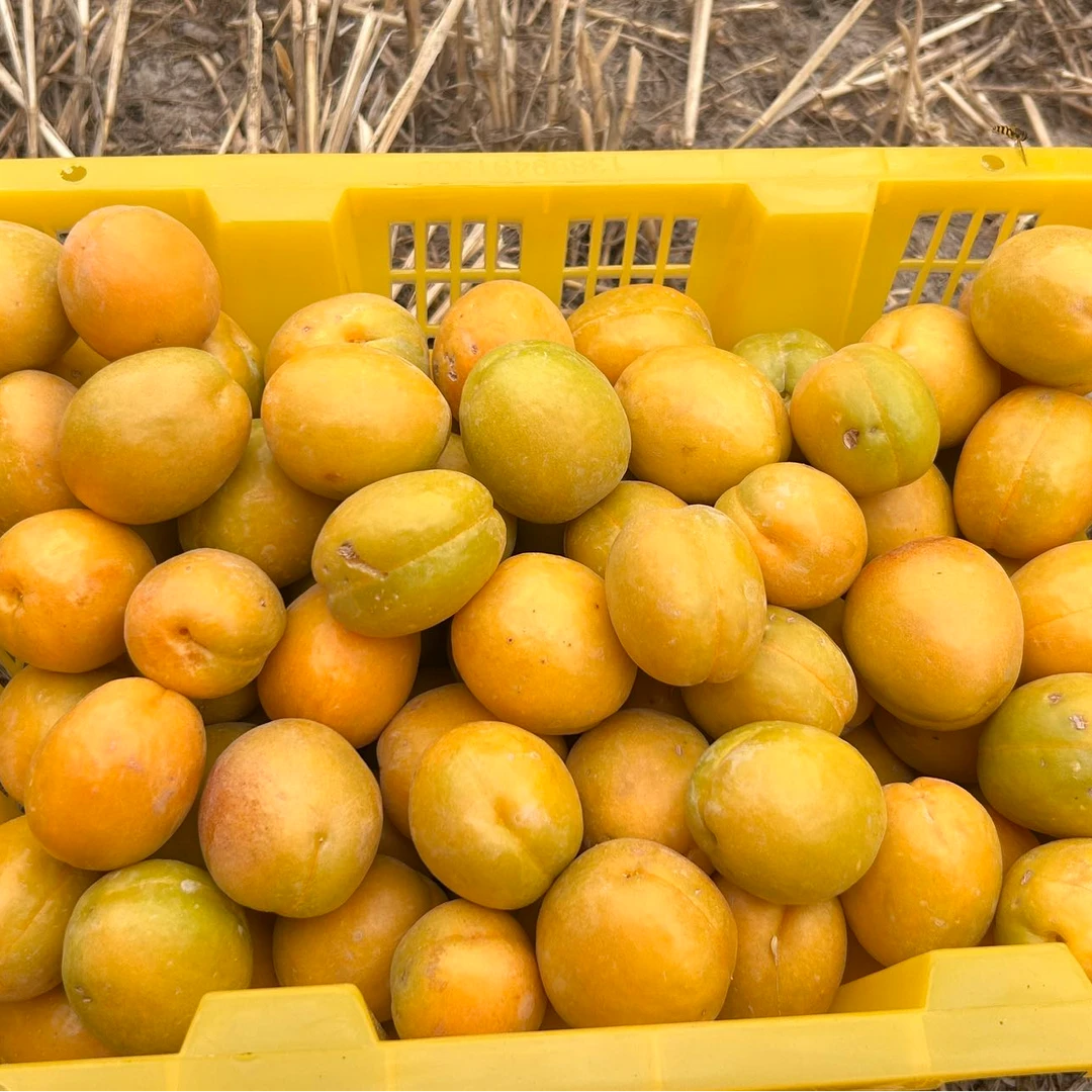 巴仁杏当季新鲜现摘香甜水果产地直发一杏两吃应季