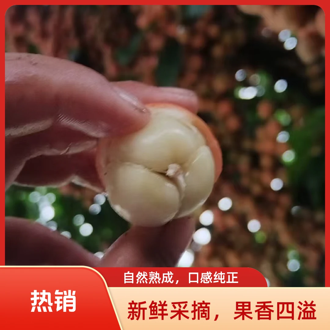 云南红河大围山野生大树三吖果蒜瓣果酸甜口开胃老少皆宜