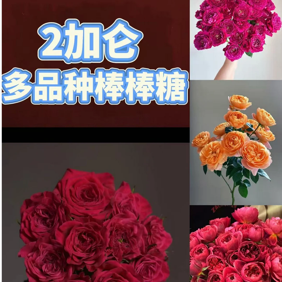 黑哥的花园顺丰包邮棒棒糖月季球状树冠长势快抗病省空间2加仑