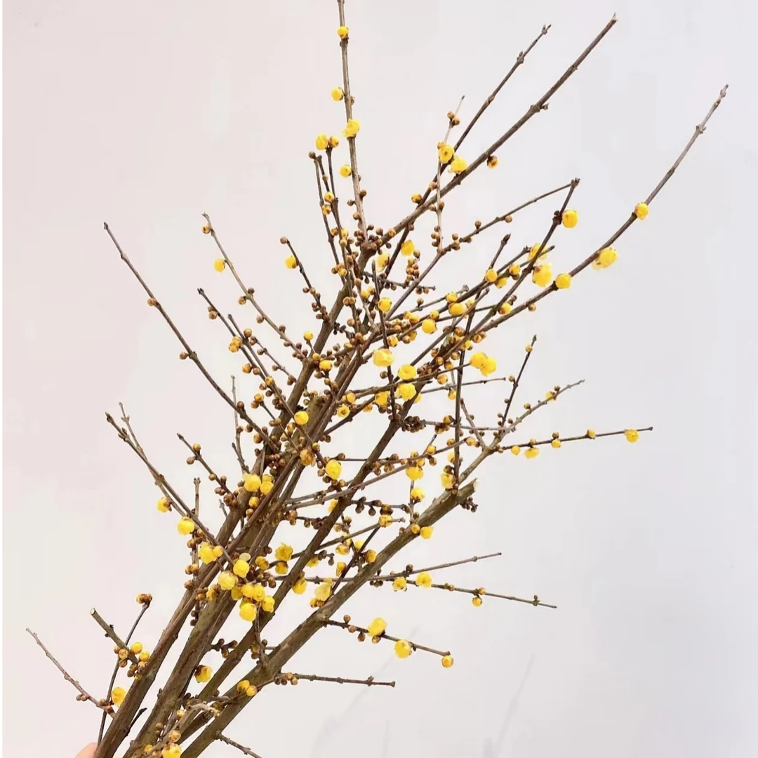 中国腊梅  Officine美好花市基地直采鲜切花顺丰空运
