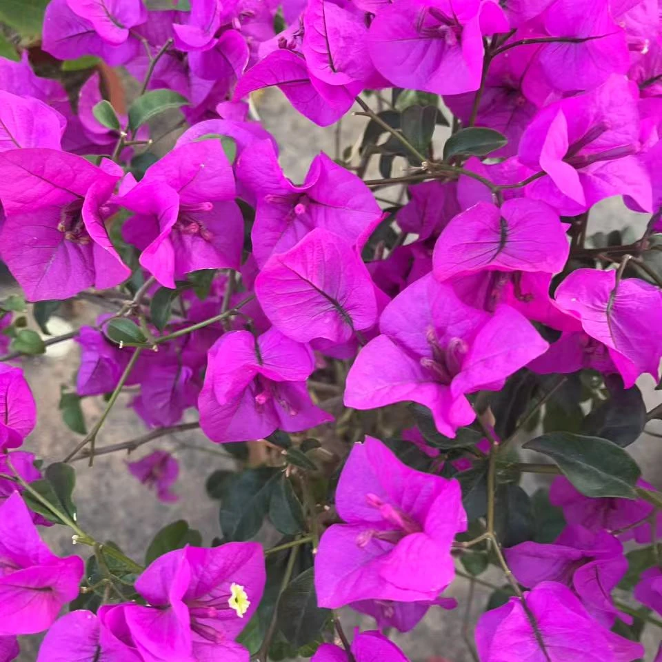 【云南紫】三角梅花卉勤花四季开花基地直发