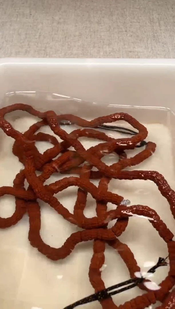 手串柏香籽/百香籽色****。潜水艇肠50