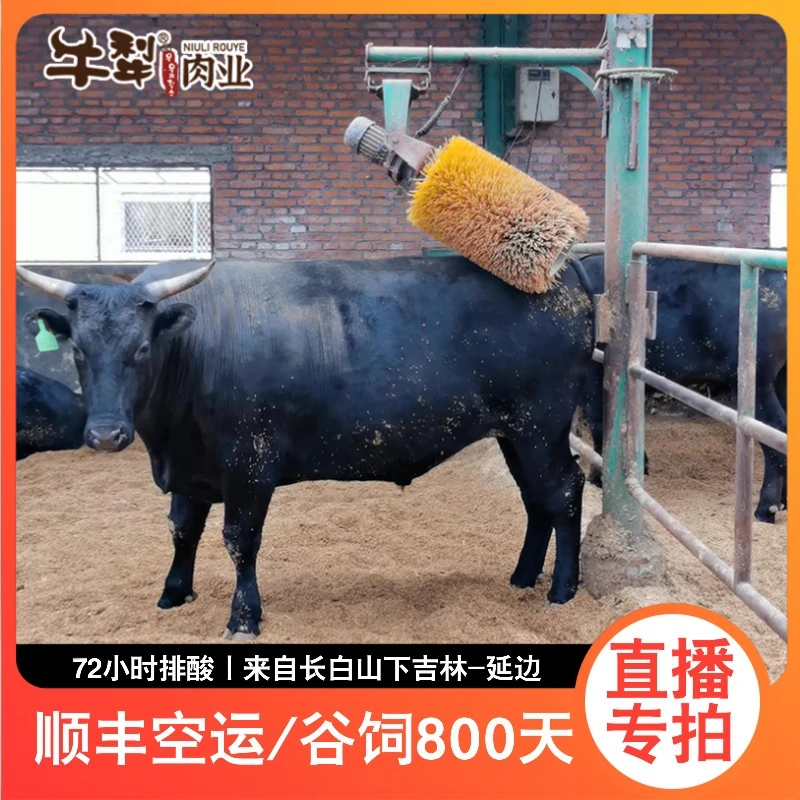 牛犁【直播间专拍】谷饲800天国产黑毛和牛定制