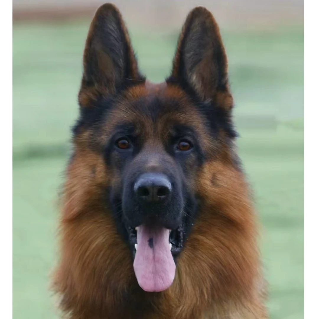 {小黄德牧犬舍养殖 基地}狗狗活体