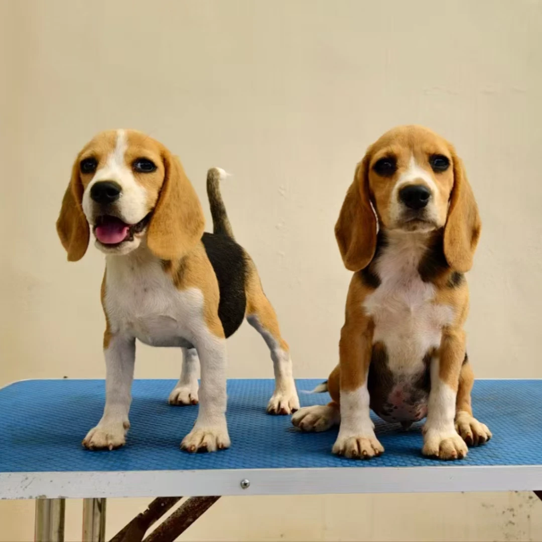 【成功与否】精品可爱比格幼犬狗狗宠物