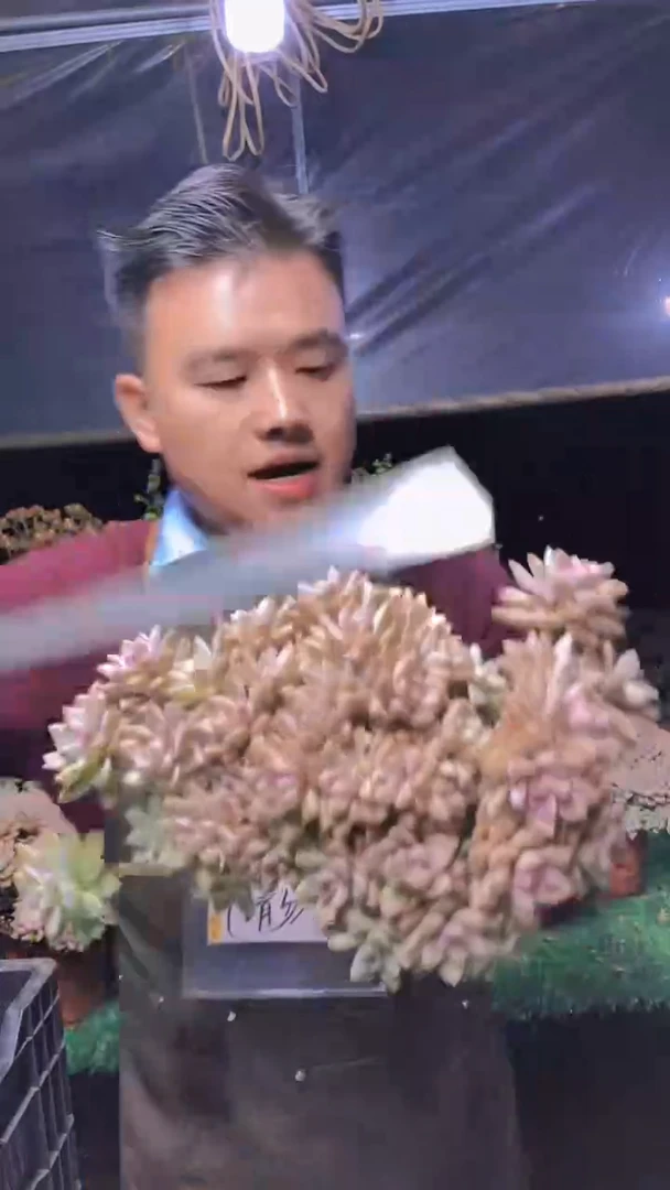 250淡雪缀化一物一拍
