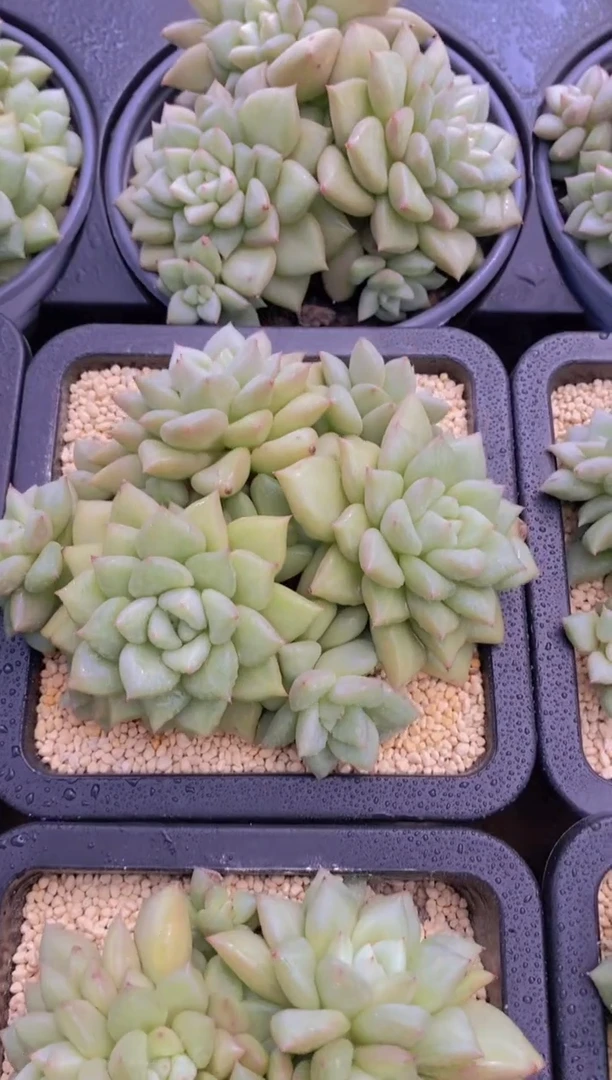 97-大母本象牙群生脱土发（量拍）