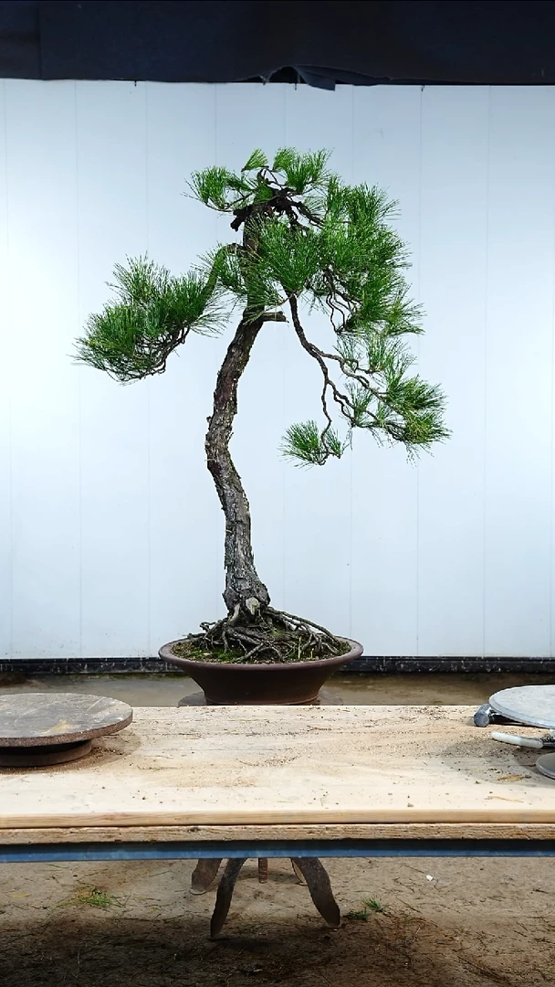 无花朵松树木架包邮