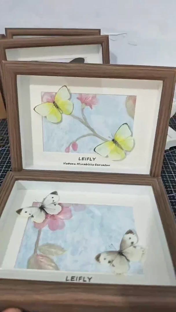 木蝴蝶标本相框装饰画