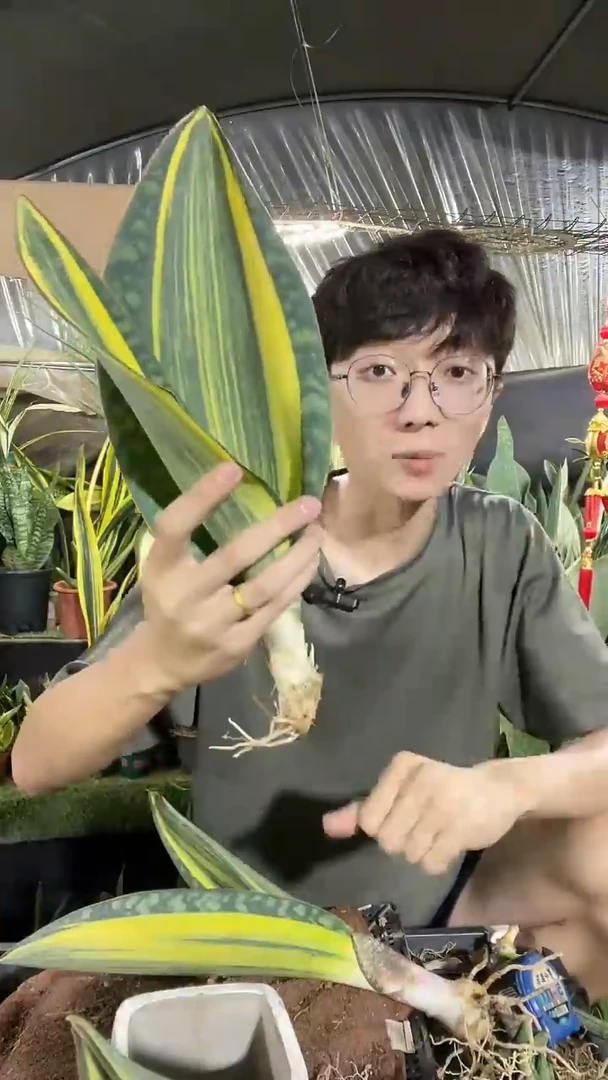 精品双叶黄金宝镜裸根18.8