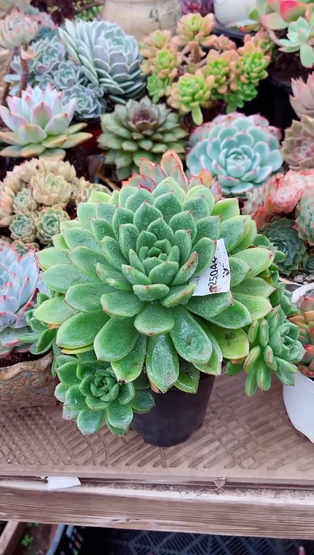 楠26048多肉植物一物一拍
