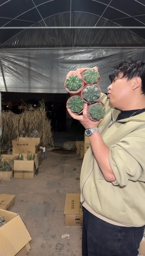 5颗 绯花玉 3-5cm 不指定带花苞