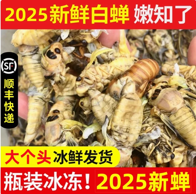 【顺丰】2025新鲜白蝉蜕变金蝉知了嫩白蝉嫩生肉知了猴顺丰包邮