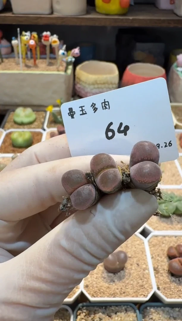 慢*拍25.9.26-64多肉