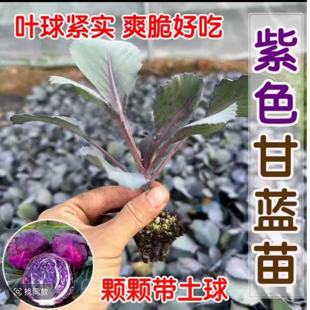 紫甘蓝苗（和硕大棚育苗养殖基地）