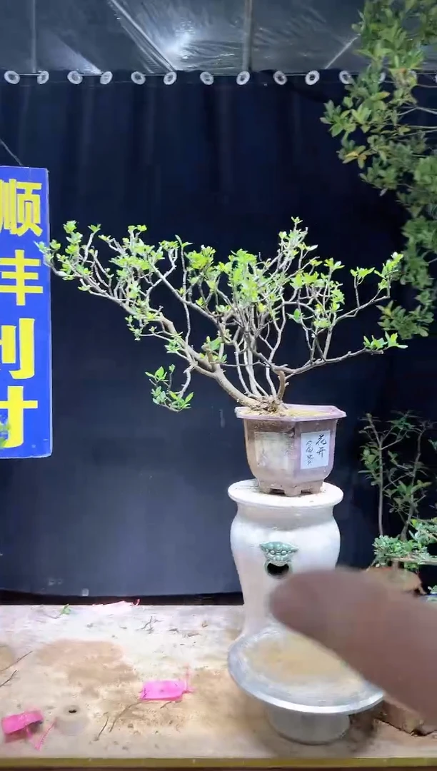 大量花朵（建议范围：8朵-15朵 或40%以上）茂****）海岛栀子花