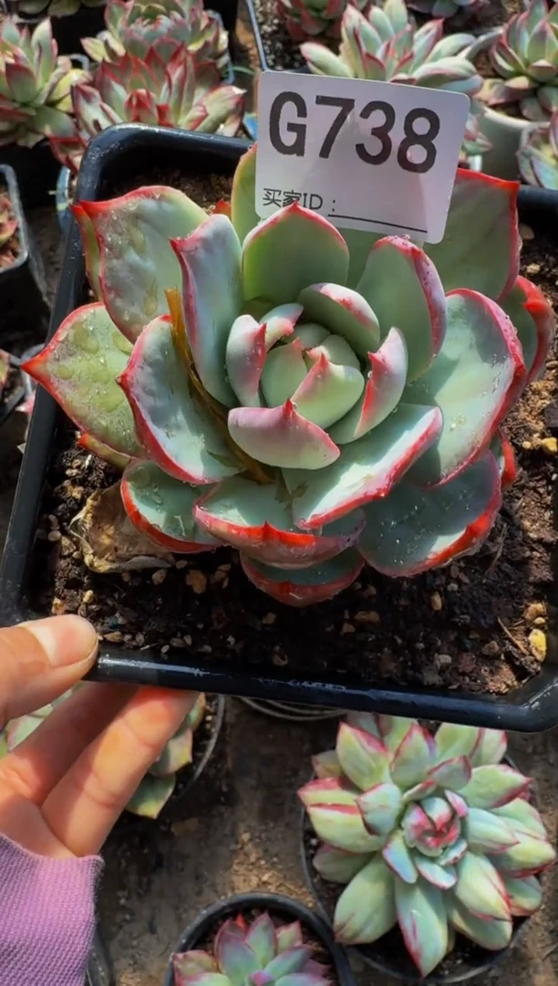 G738惊鸿仙子（裸根发货）