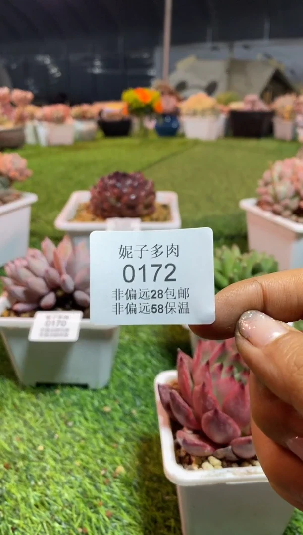 【闪购商品】0172a