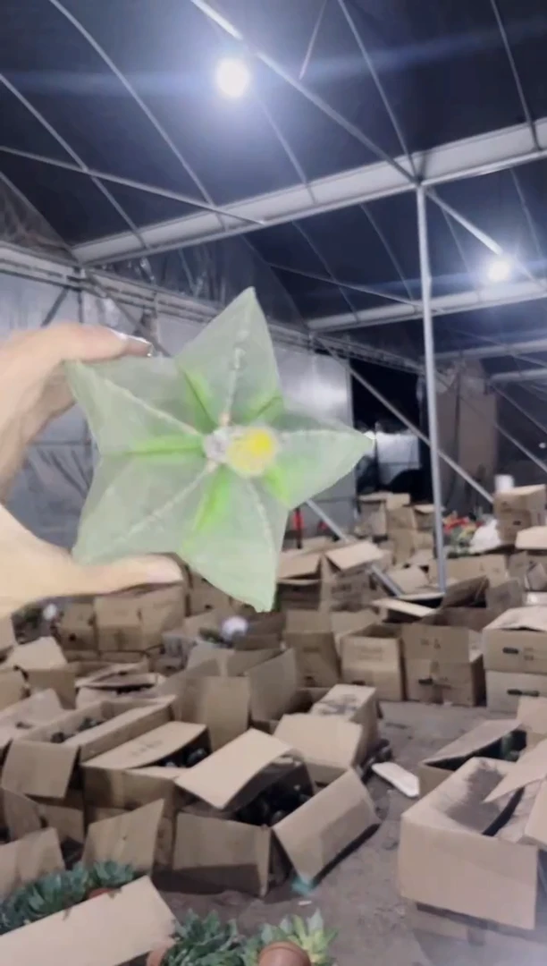 实生根 大号 鸾凤玉 9-11cm