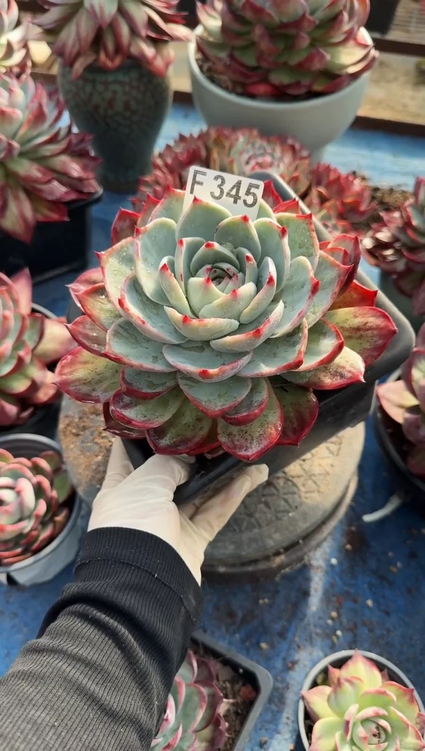 F345惊鸿仙子（裸根发货）（微瑕）