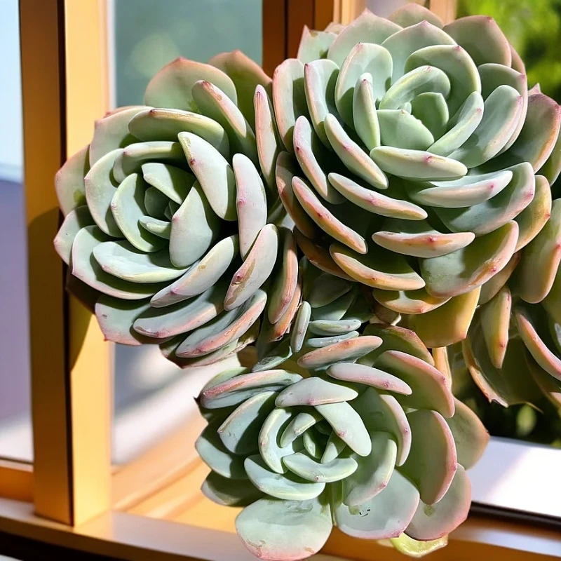 老桩白月光脱土 多肉植物新手好养  以直播展示为准