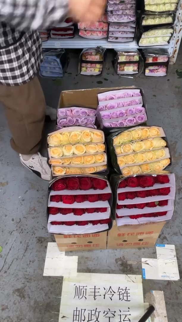 高原红20枝+香槟20枝+海洋之歌20枝