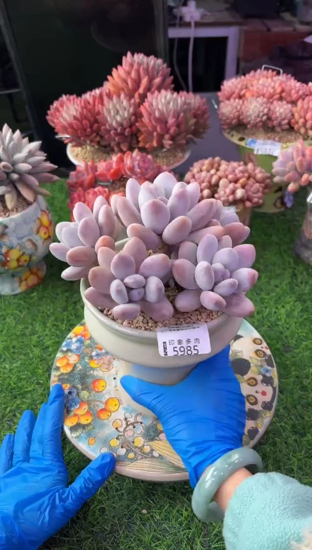 昆明印象多肉5985