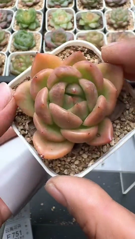 746F云禹多肉植物 默认脱土纸巾打包 3颗包邮