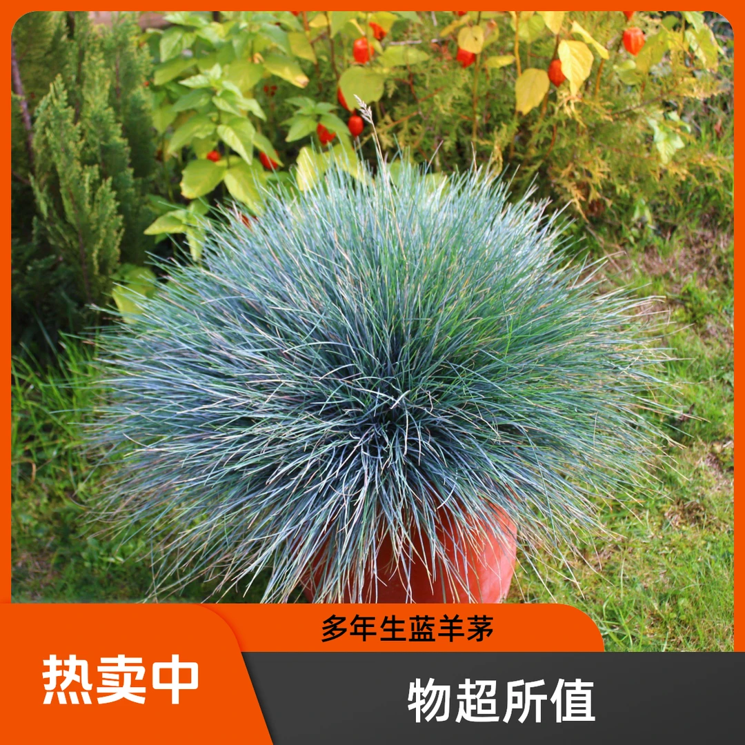 耐寒耐旱多年生蓝银色植物蓝羊茅用于庭院点缀