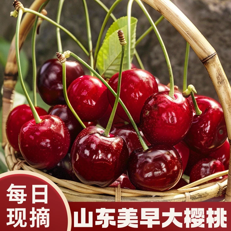 山东美早樱桃顺丰空运1.8斤4J樱桃新鲜现摘鲜甜多汁 内附果径卡