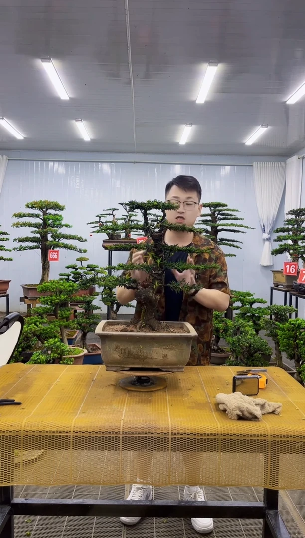 完全开放米叶罗汉松