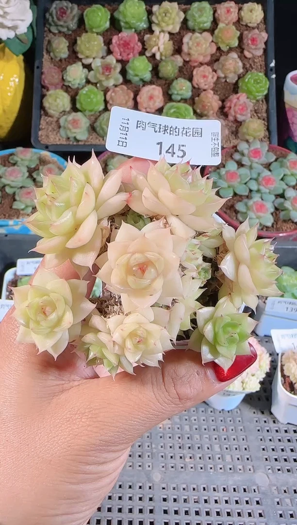 1111-145群生不包整