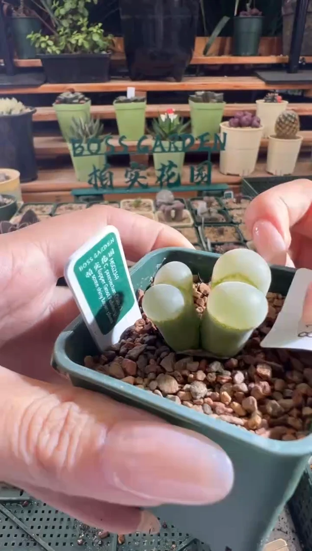 咚****次158-----b23