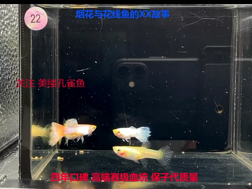 孔雀鱼糖果精品体验2对