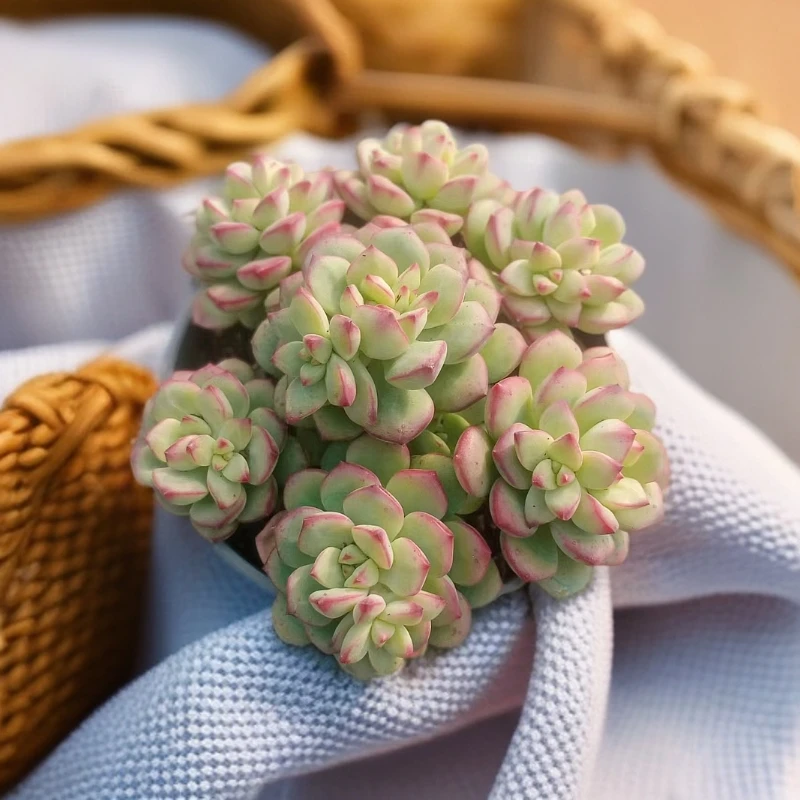 探戈多肉植物（九点九包邮） 以直播间实物为准