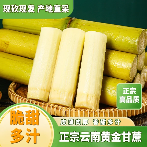 【产地直发】云南西双版纳黄金甘蔗现砍现发脆甜多汁新鲜脆皮黄皮T