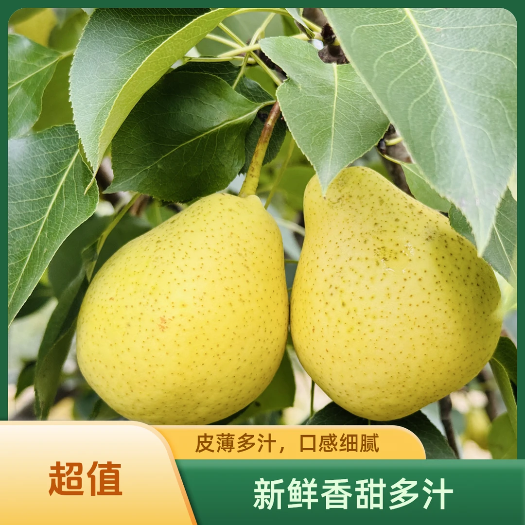 临夏广河啤特果现摘现发