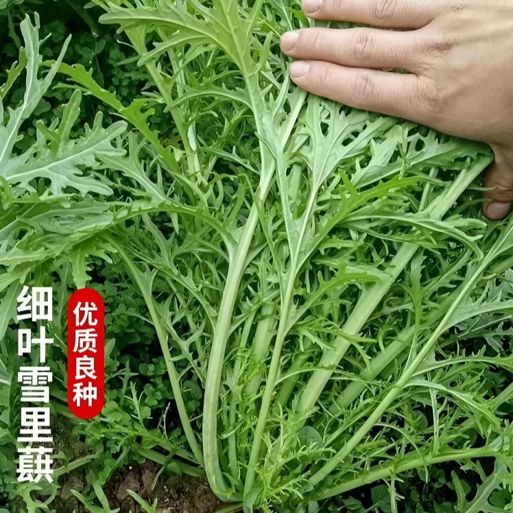 雪里蕻种子雪菜四季蔬菜种植简单阳台小院盆栽