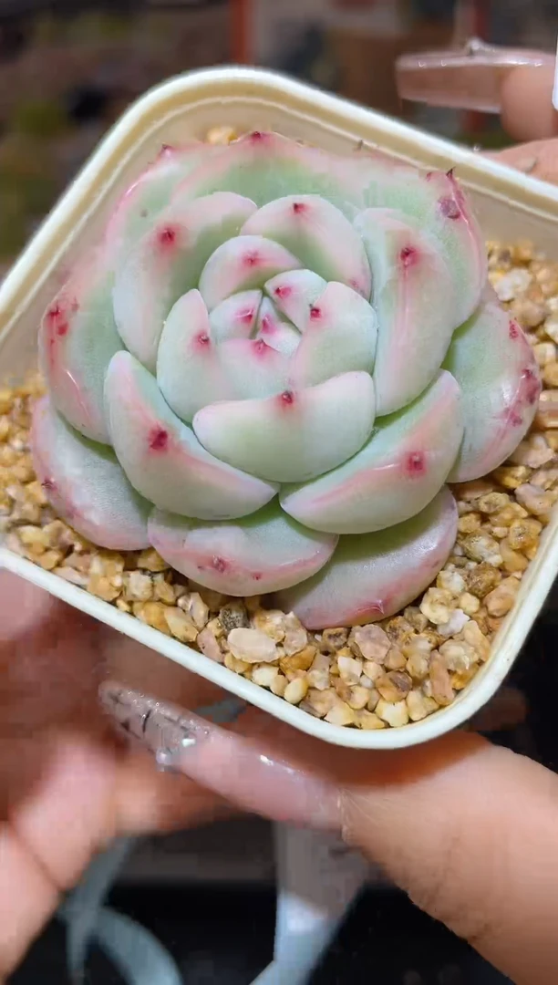 【闪购商品】311珍妮多肉