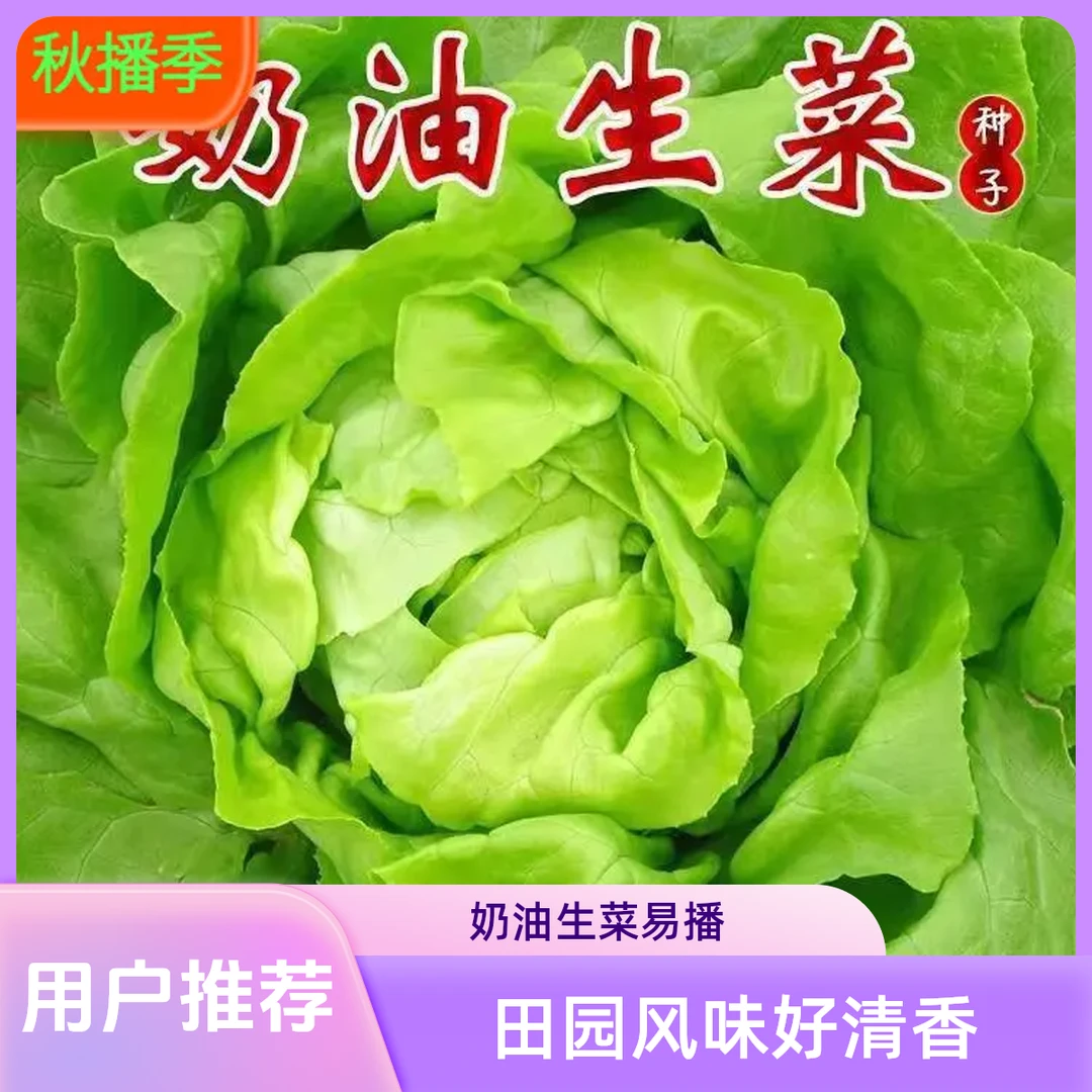 【满5包包邮】奶油生菜种籽四季易播好种农家田园阳台种菜沙拉专用