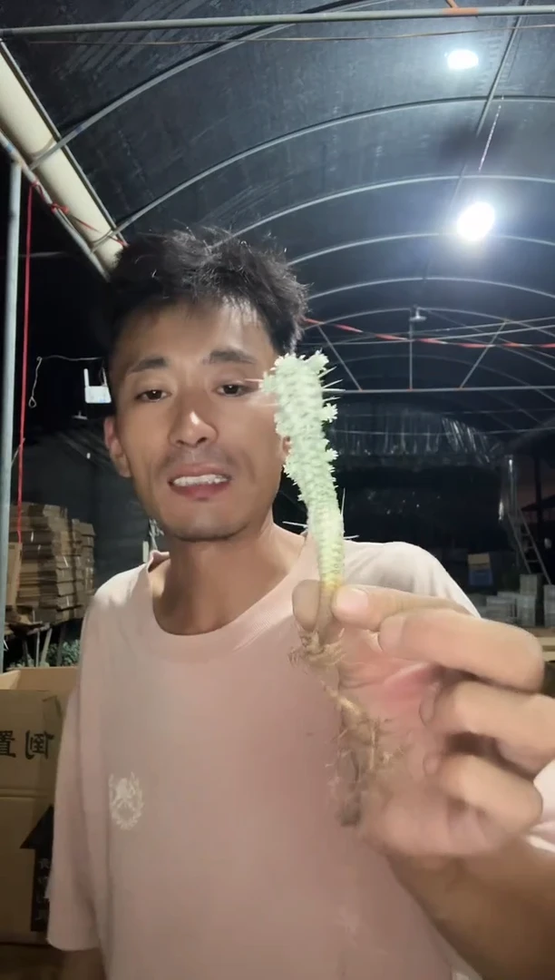 白华麒麟12.99====