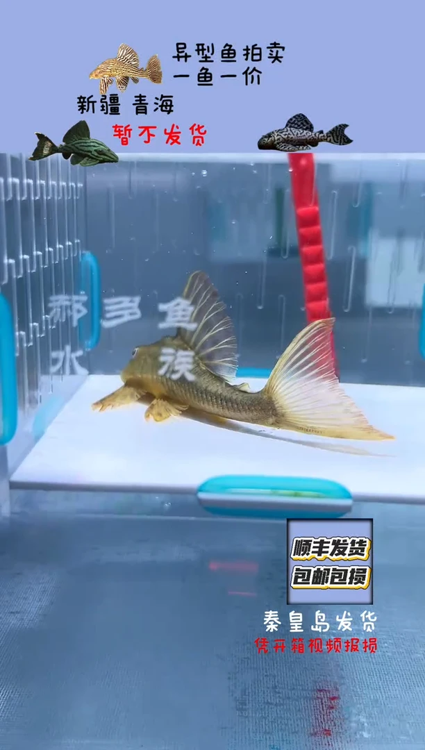 清道夫8.4不包入缸损114