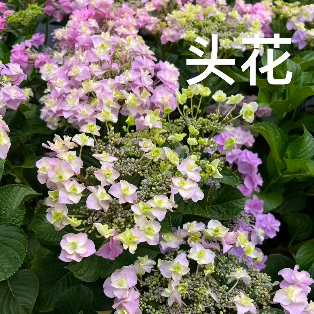 【头花盆花】大花绣球可调色-云南基地直发-明年开花-可盆栽地栽