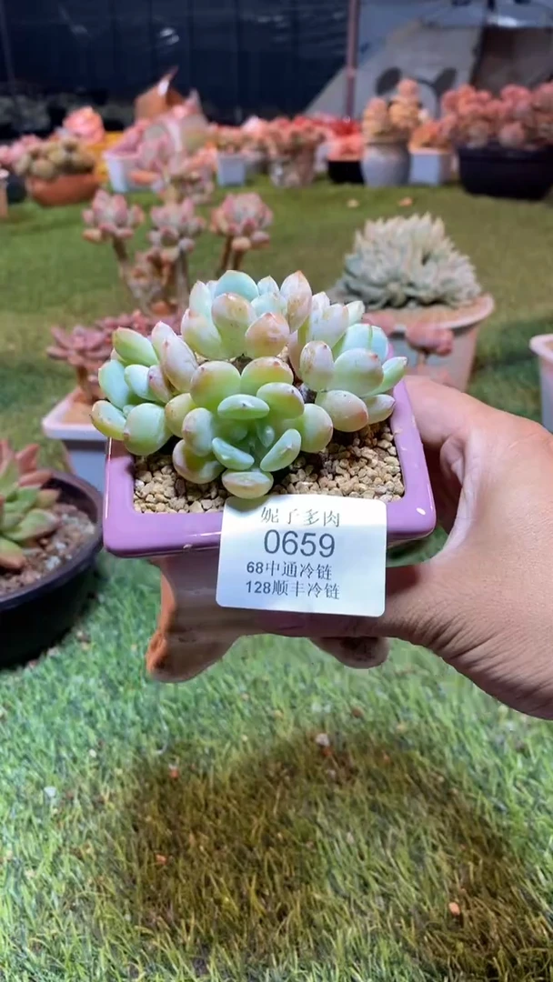 0659（满28包邮发货）