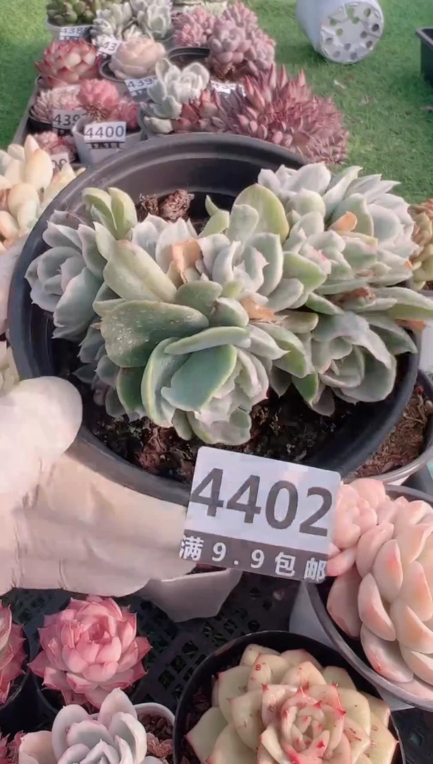 【闪购商品】信福多肉一物一拍