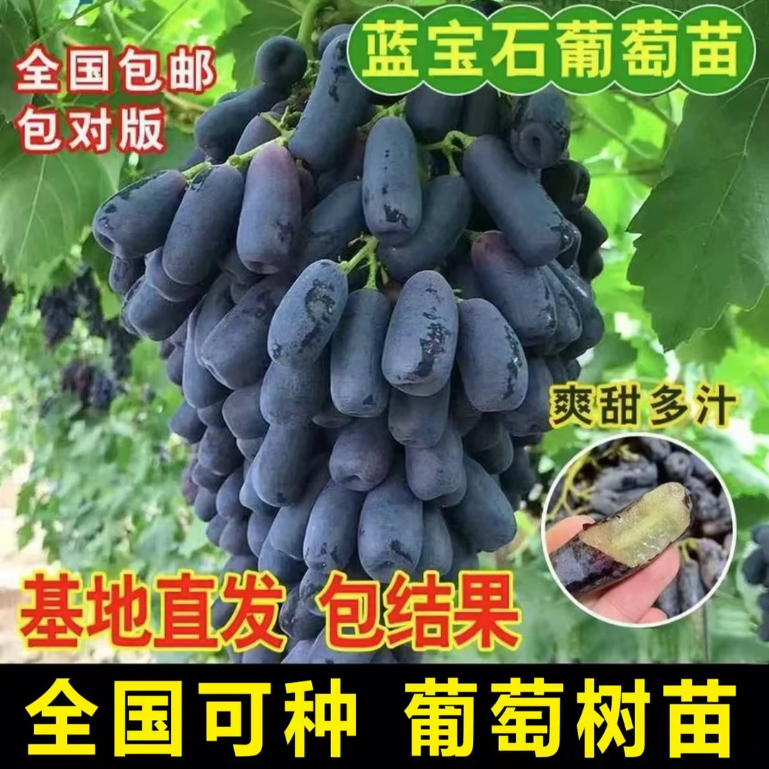 【蓝宝石玫瑰葡萄树苗】葡萄苗盆栽地栽阳台庭院四季果树苗