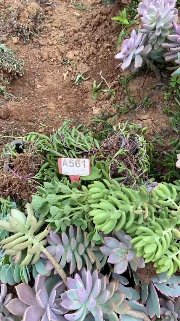 A561闪购清风花木兰多肉组合脱土发货