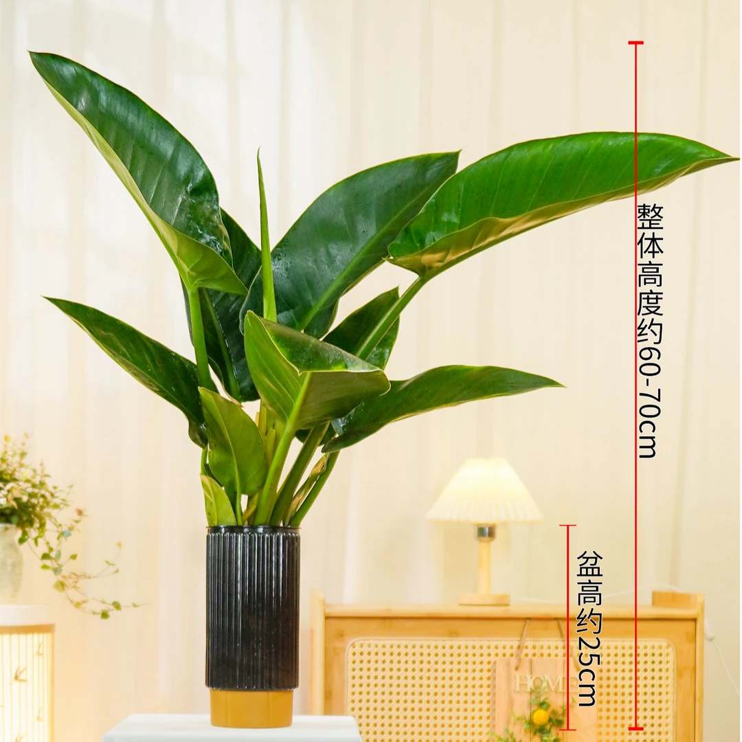 【升级款】大金钻盆栽大叶绿公主室内桌面水养绿植净化空气吸甲醛